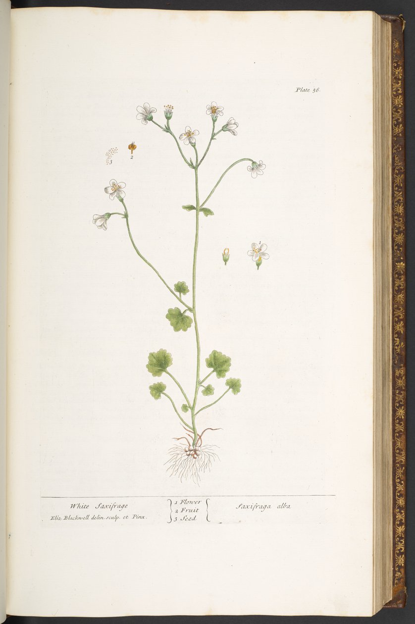Planche 56, Saxifrage Blanche, de 