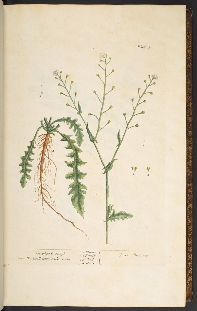 Planche 5, Bourse-à-pasteur, de 
