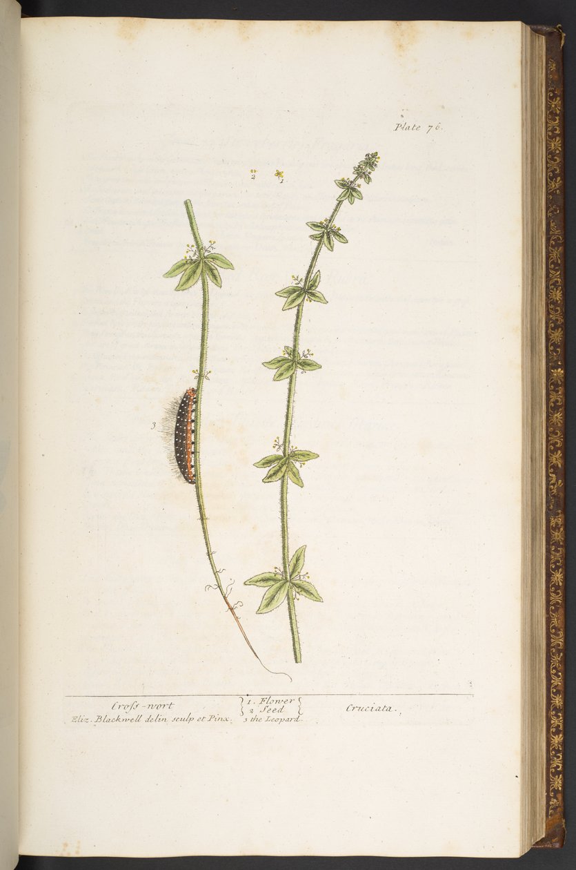 Planche 76, Croix de Wort, de 