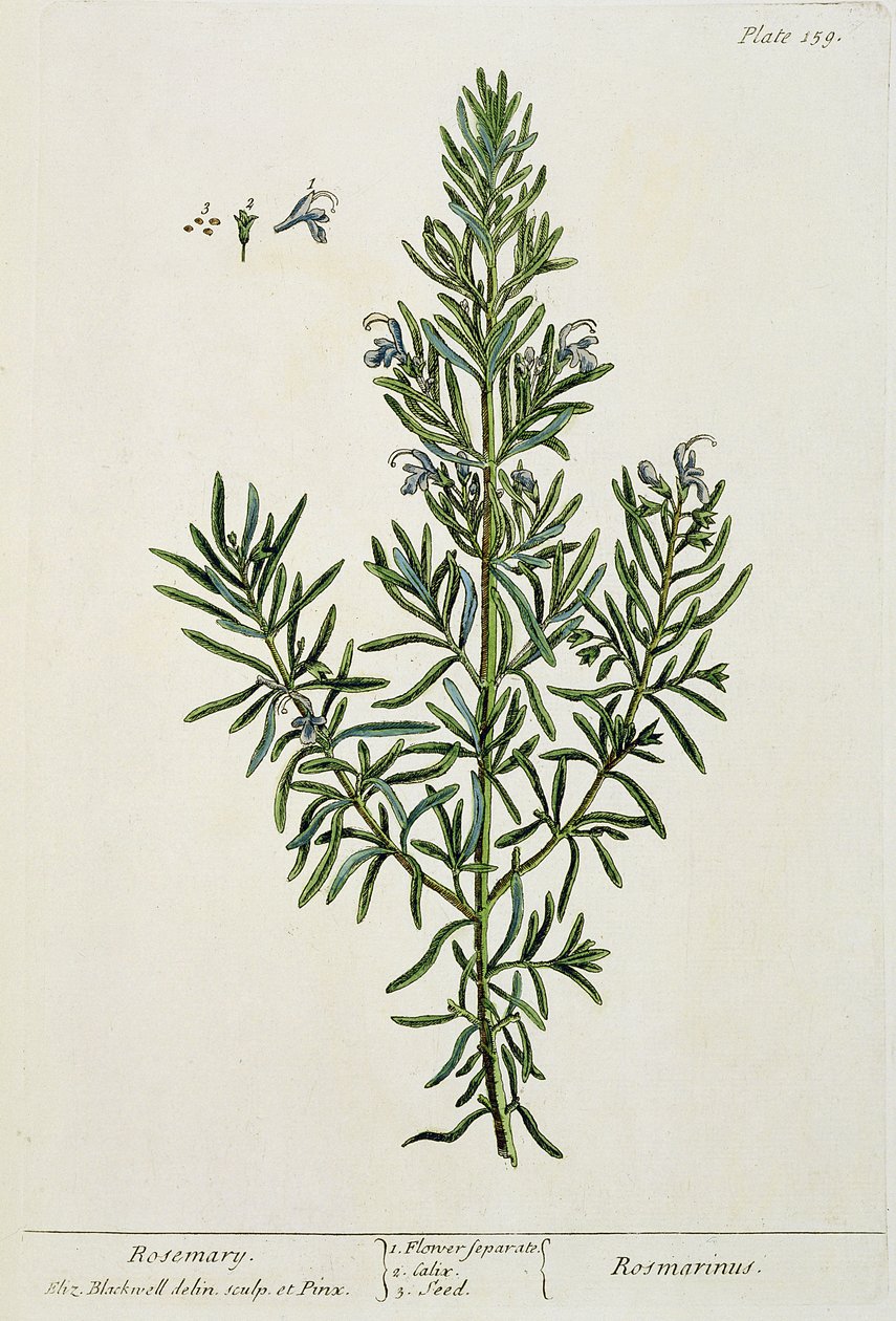 Rosmarinus Officinalis, de 