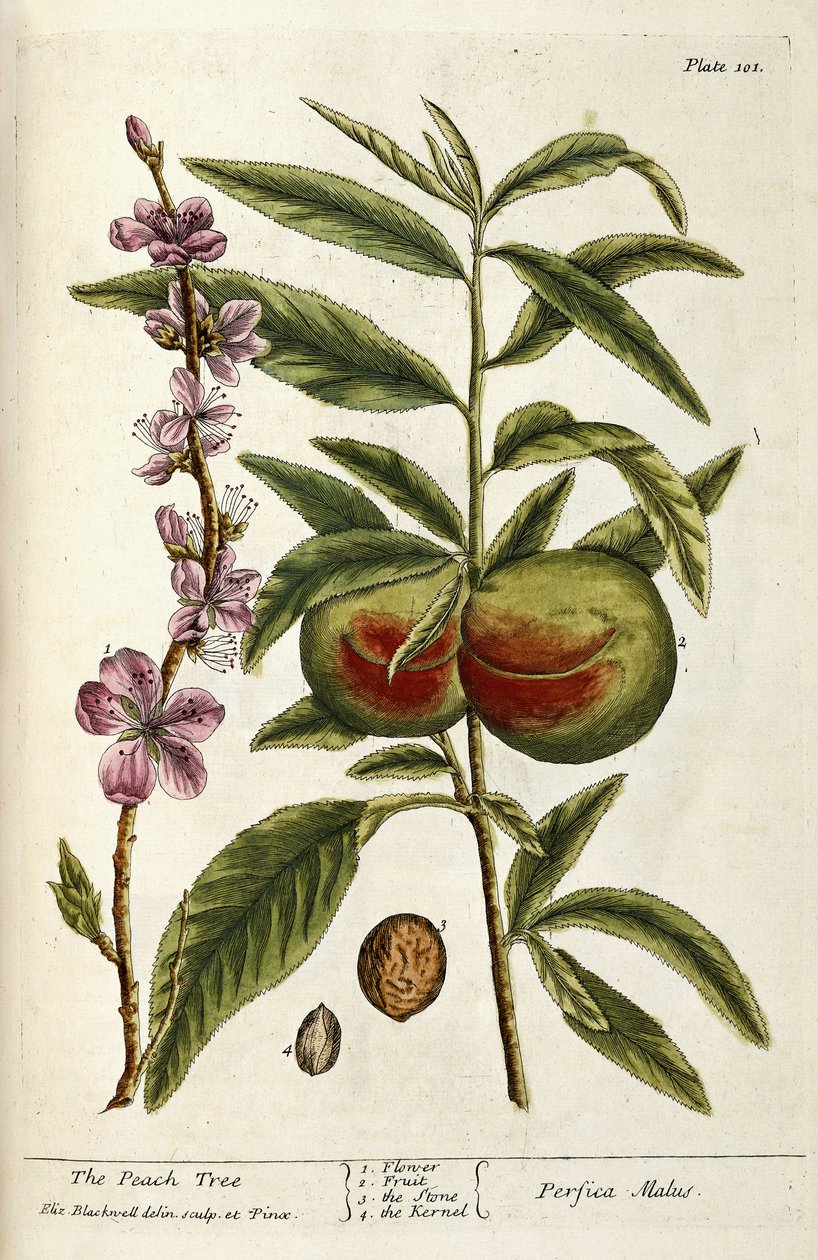 Le Pêcher - Elizabeth Blackwell