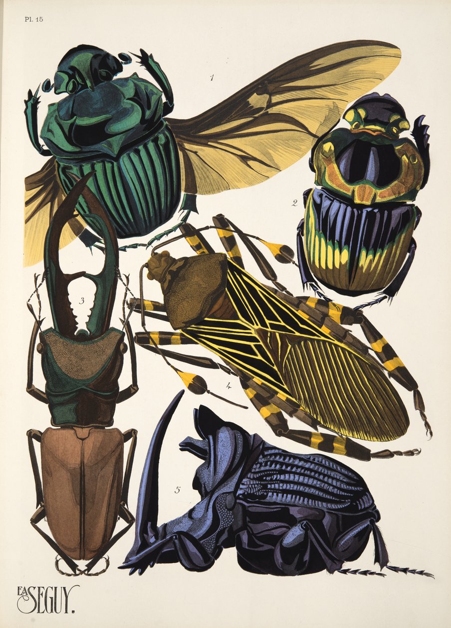 Planche 15 de Insectes, pub. années 1930 - Émile Allain Séguy