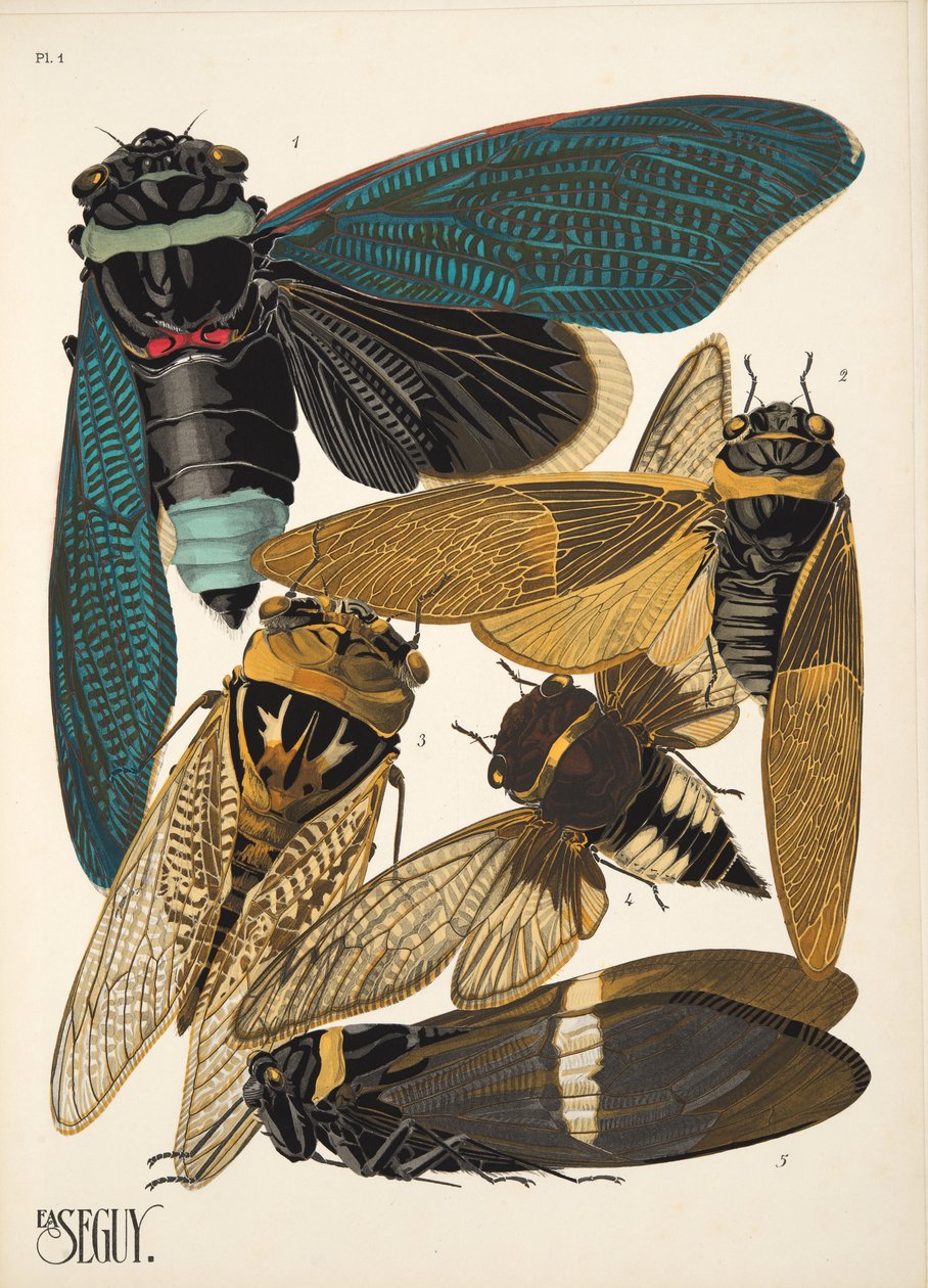 Planche 1 de Insectes, pub. années 1930 - Émile-Allain Séguy