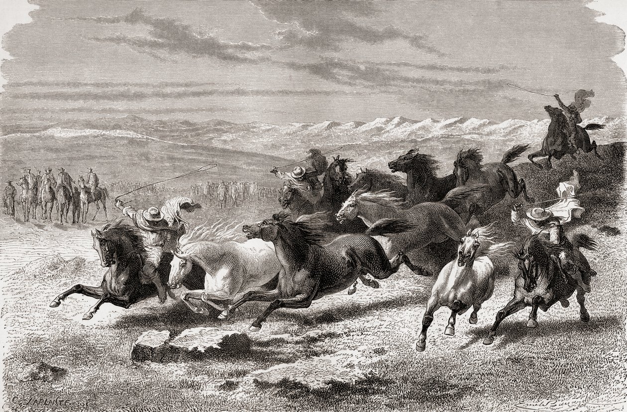 Gauchos argentins rassemblant des chevaux sauvages, illustration de 