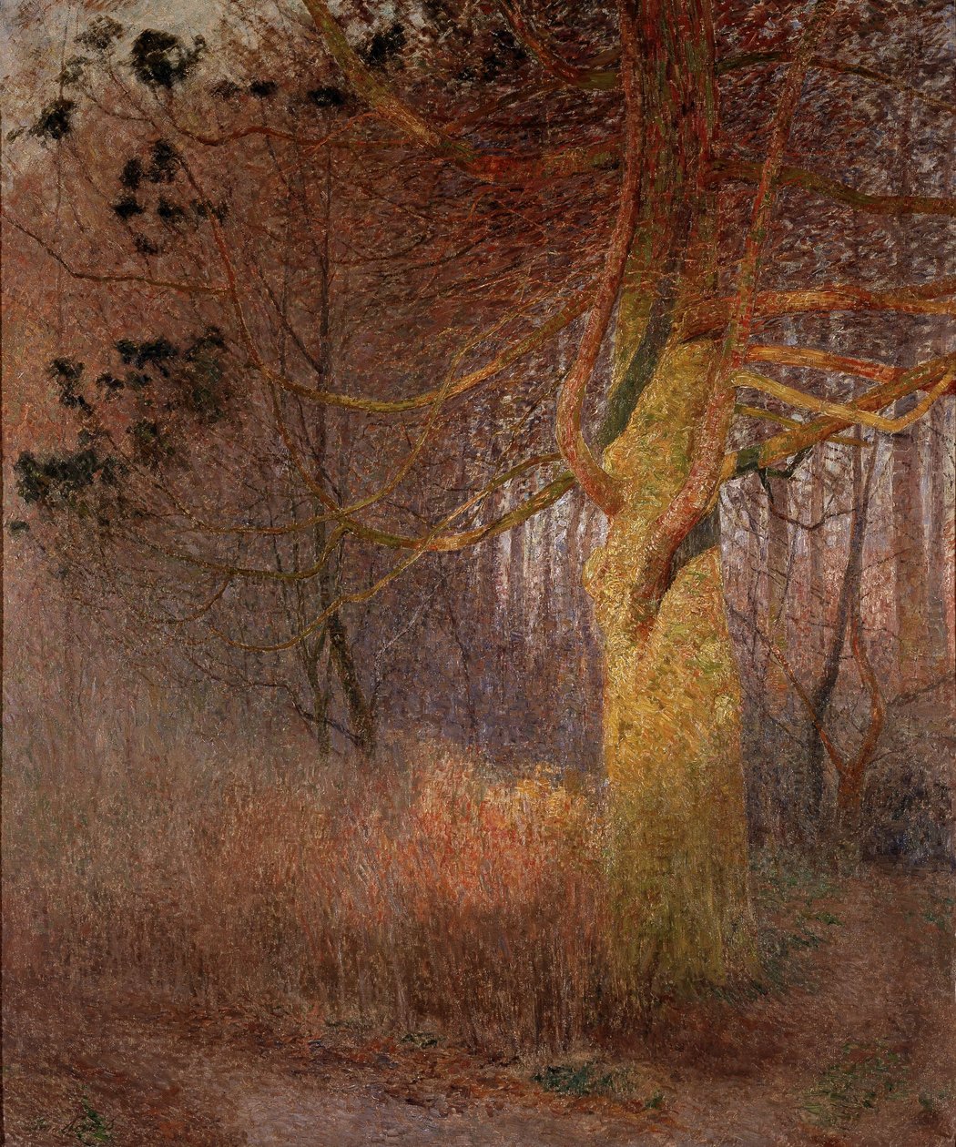Arbre ensoleillé - Emile Claus