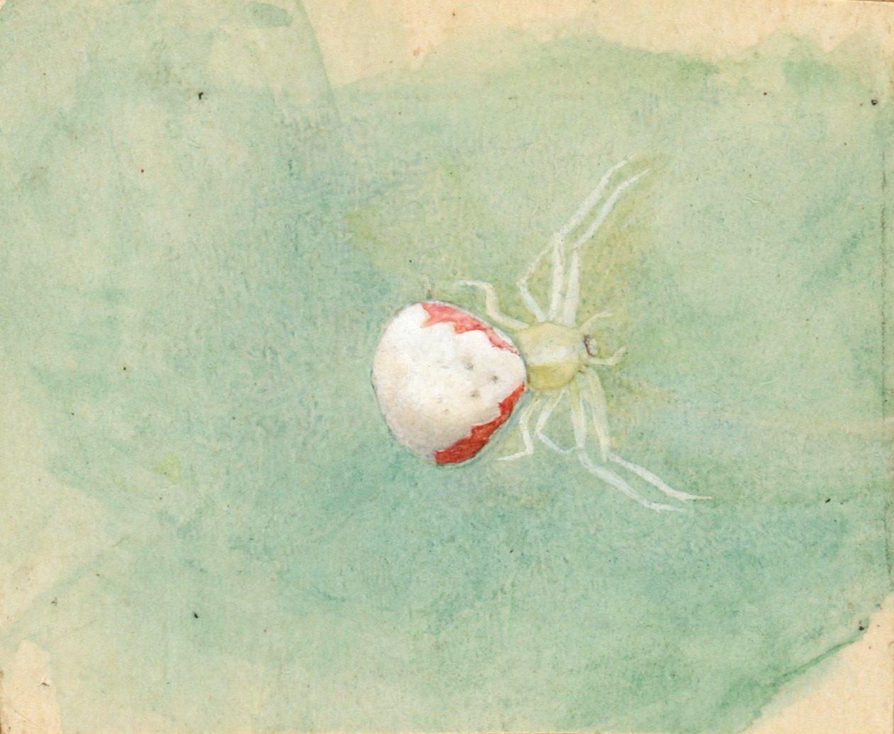 Araignée Porcelaine-Blanche - Emma Beach Thayer
