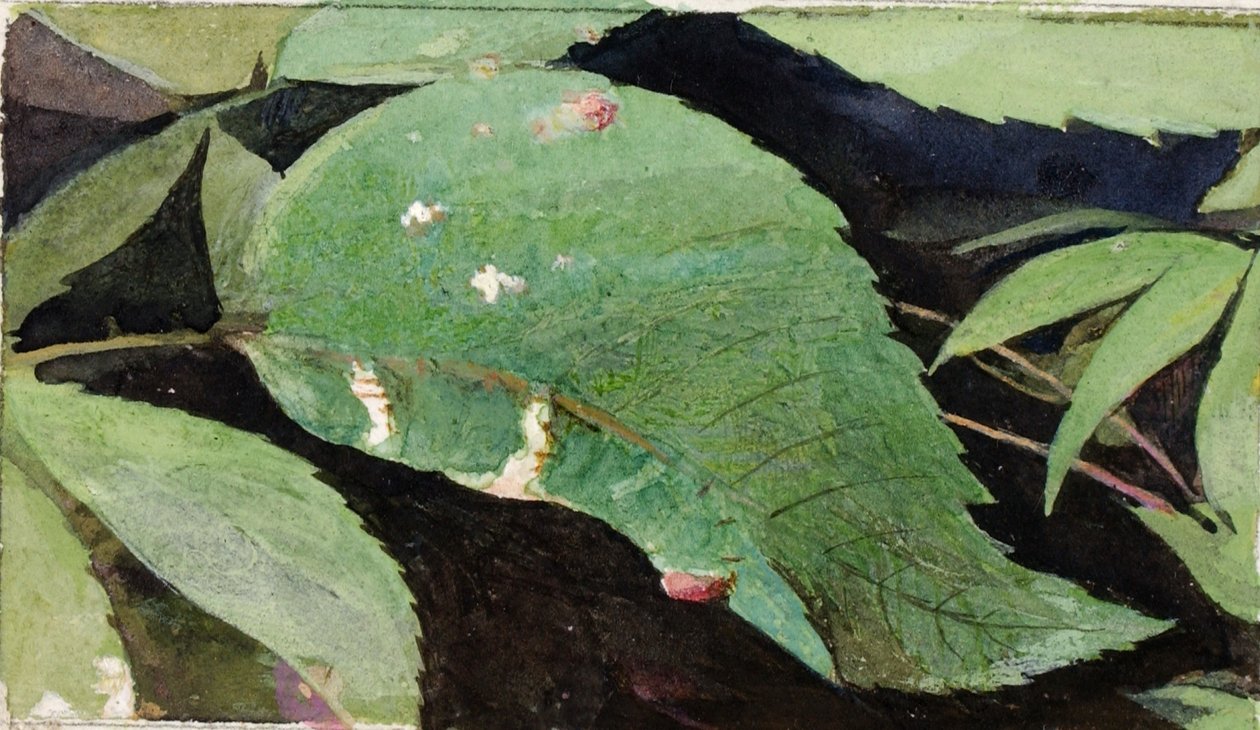 Chenille en bordure de feuille de bouleau blanc, étude pour le livre "Concealing Coloration in the Animal Kingdom". - Emma Beach Thayer