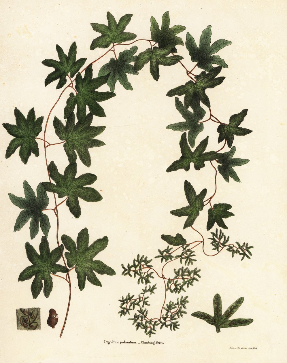 Fougère grimpante américaine ou fougère de Hartford, Lygodium palmatum - Endicott Endicott