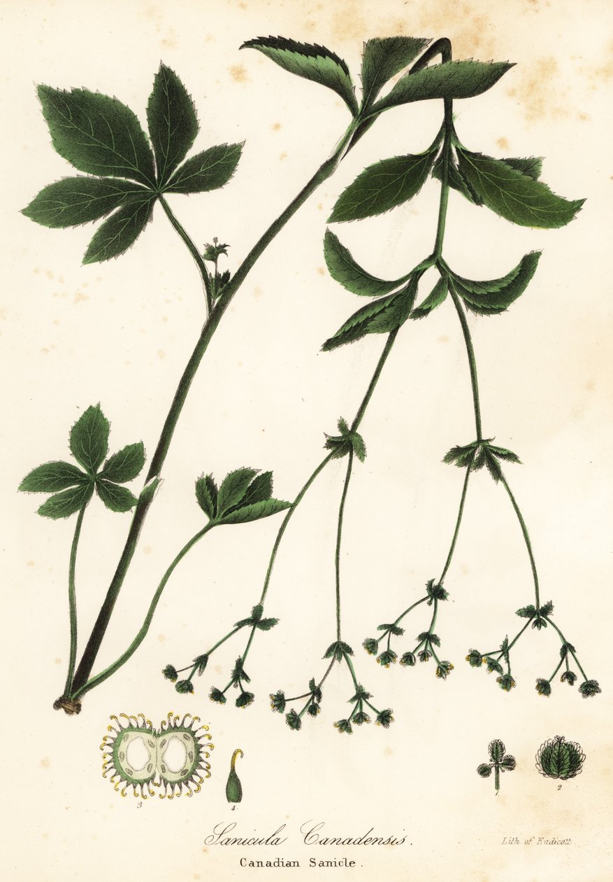 Sanicle du Canada, Sanicula canadensis - Endicott Endicott