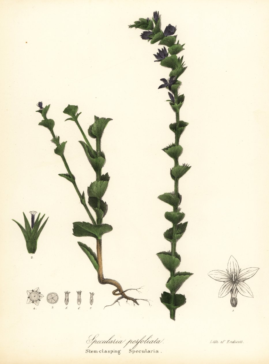 Miroir de Vénus ou campanule à feuilles embrassantes, Triodanis perfoliata (Specularia perfoliata) - Endicott Endicott