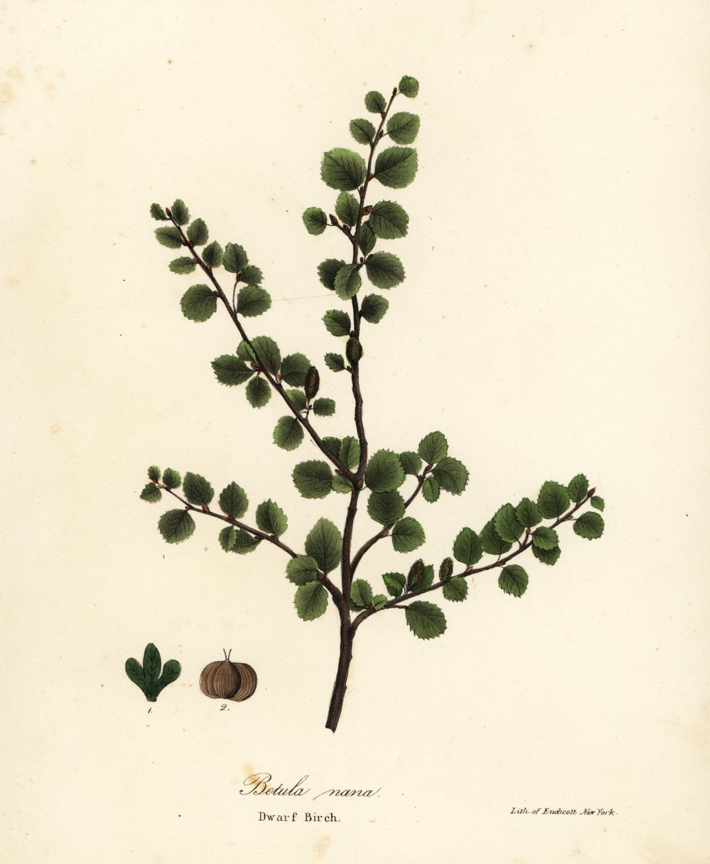 Bouleau nain, Betula nana - Endicott Endicott