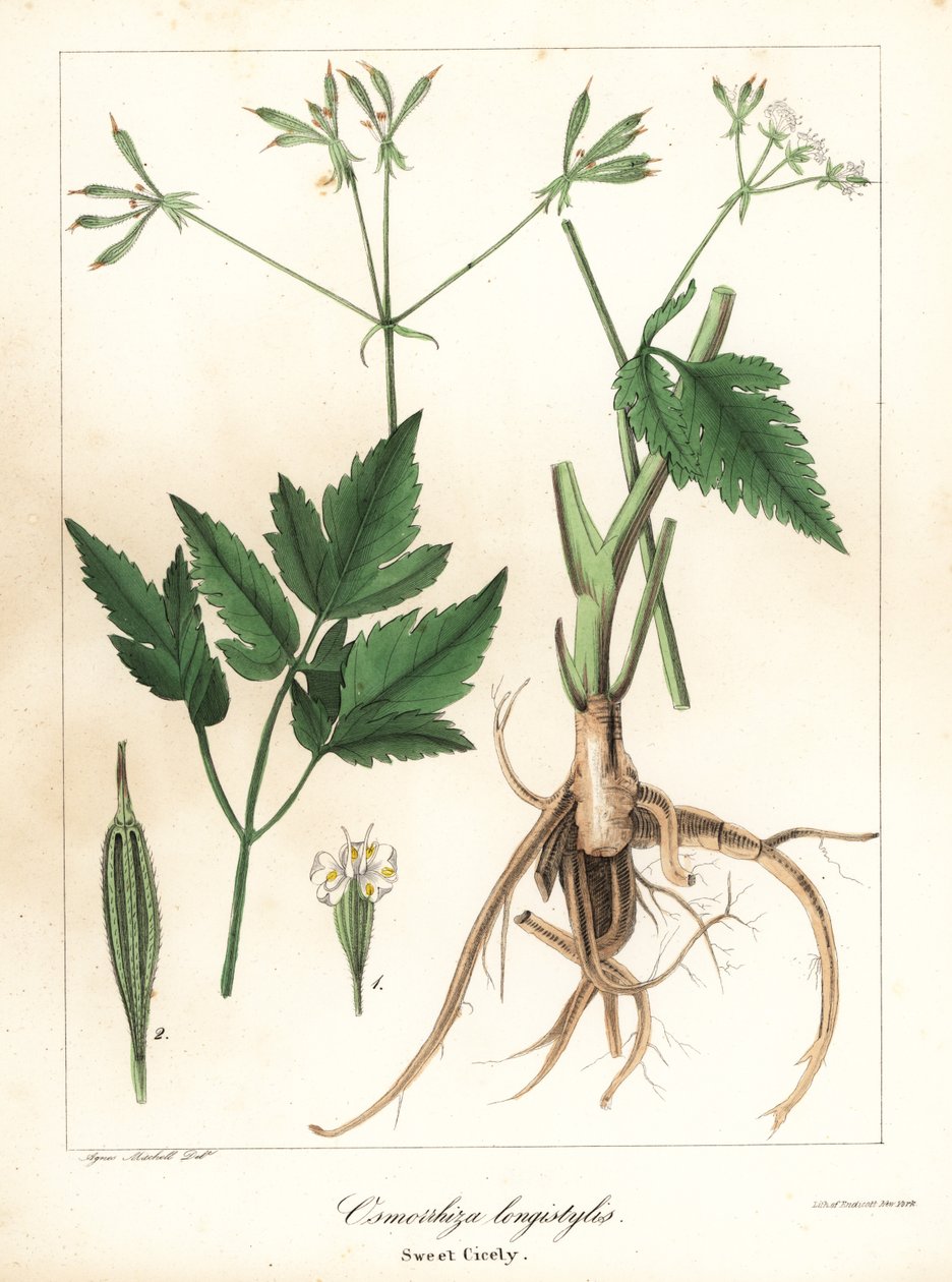 Osmorhiza longistylis - Endicott Endicott