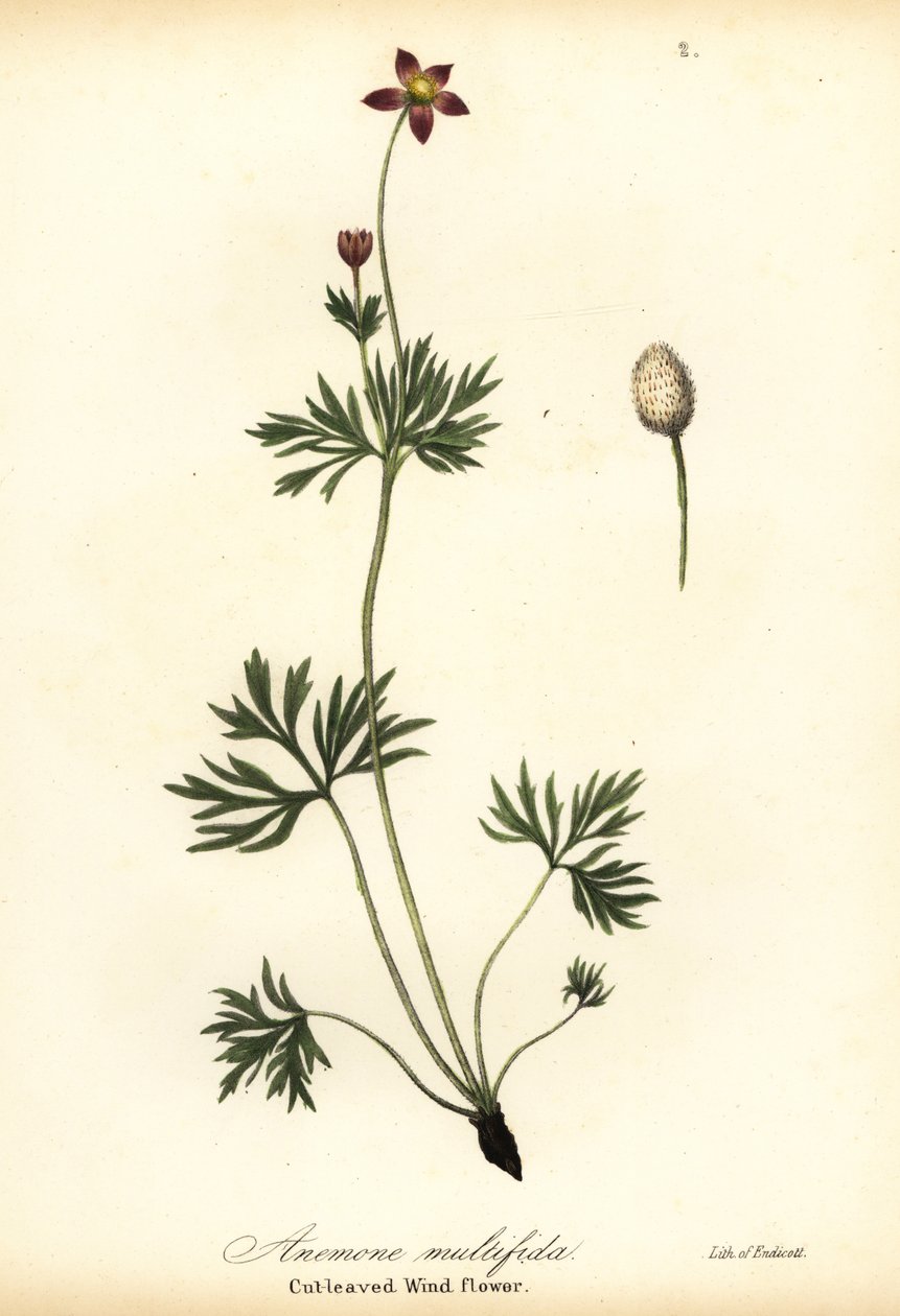 Anémone du Pacifique ou anémone à feuilles découpées, Anemone multifida - Endicott Endicott