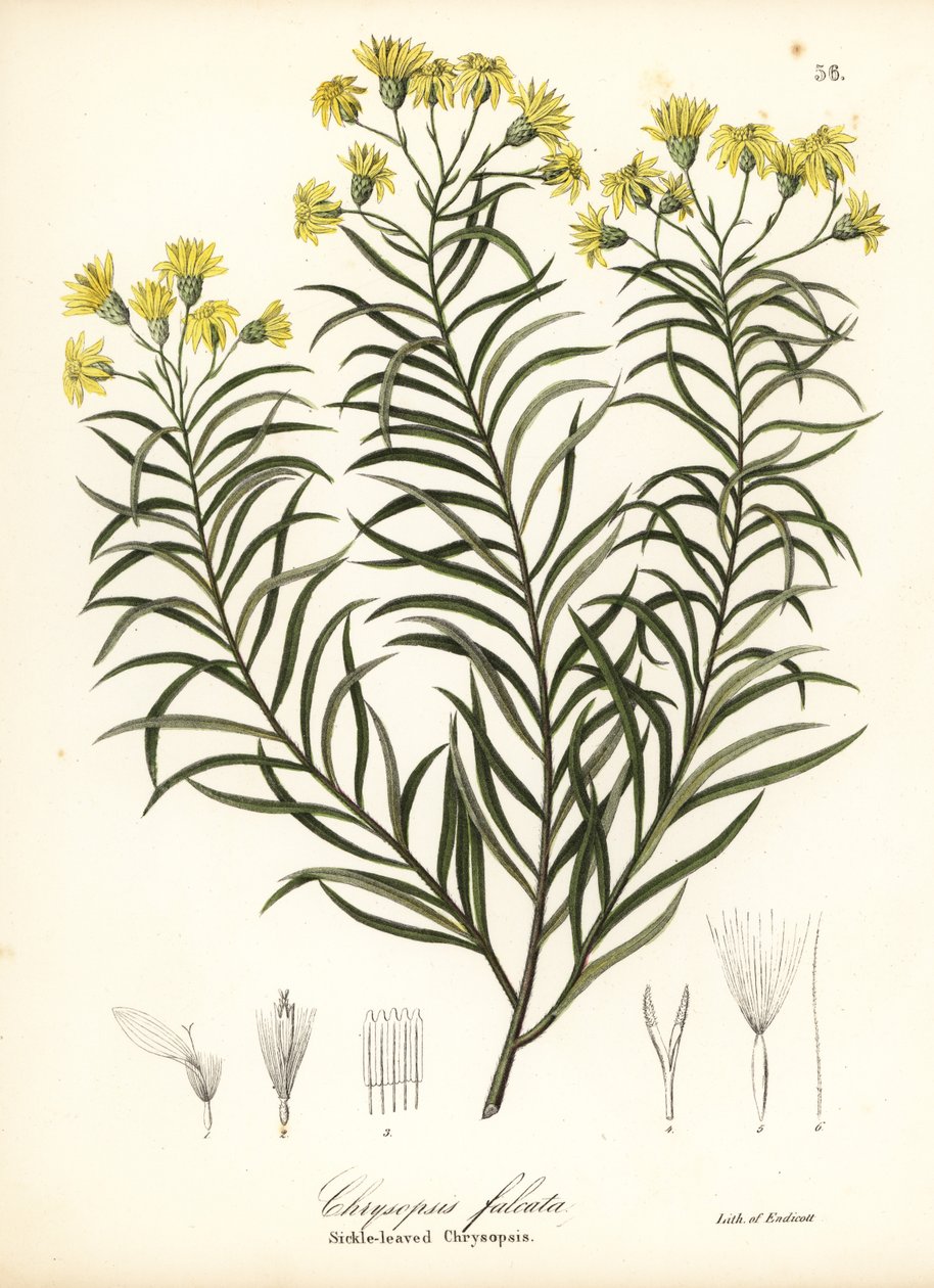 Pityopsis falcata - Endicott Endicott