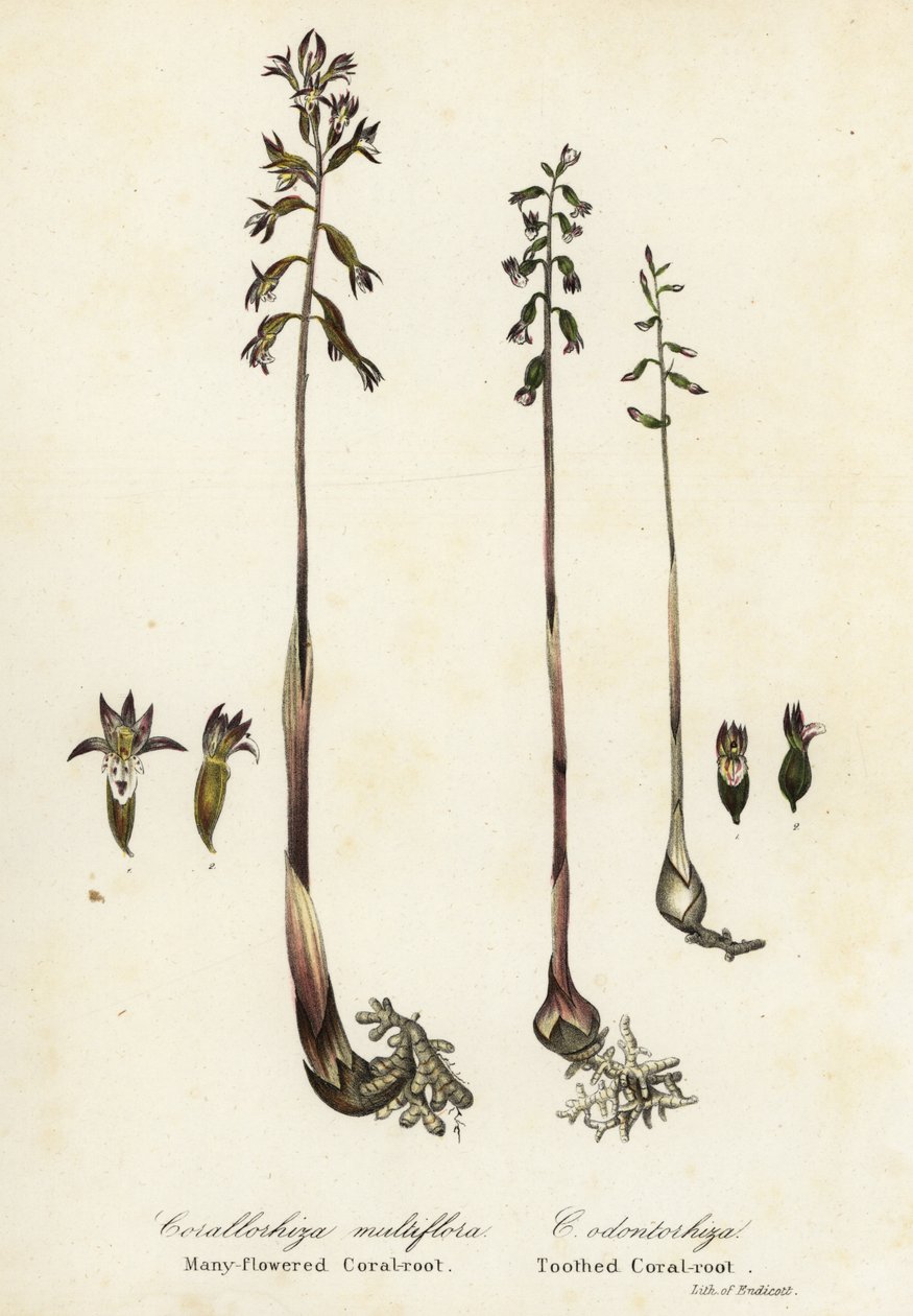 Corallorhize maculée, Corallorhiza maculata, et corallorhize d