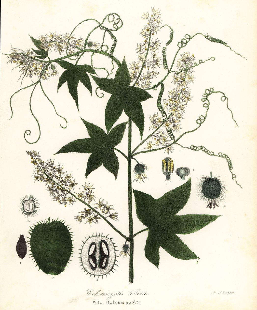 Concombre sauvage, concombre épineux, concombre à bardane ou pomme de baume sauvage, Echinocystis lobata - Endicott Endicott