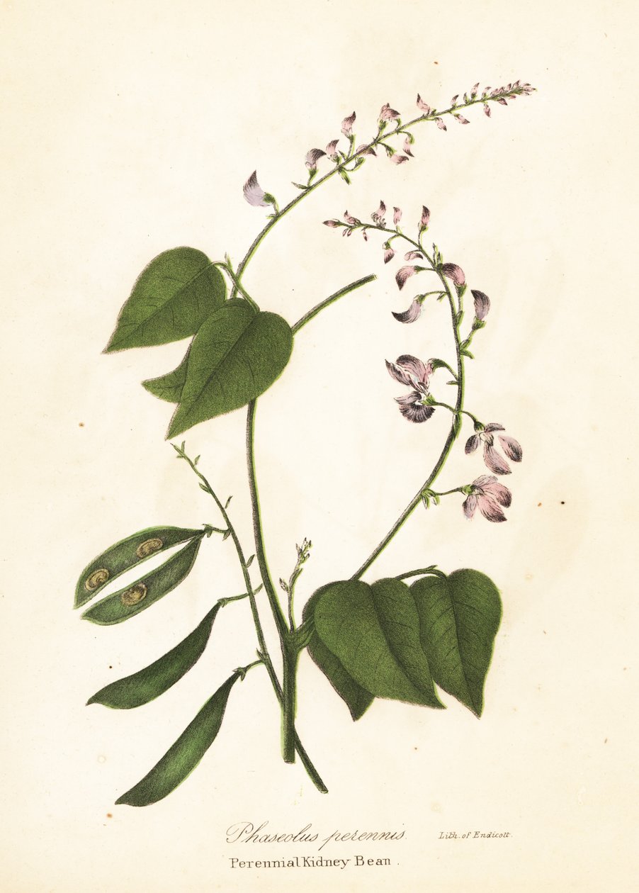Haricot sauvage, Phaseolus polystachios - Endicott Endicott