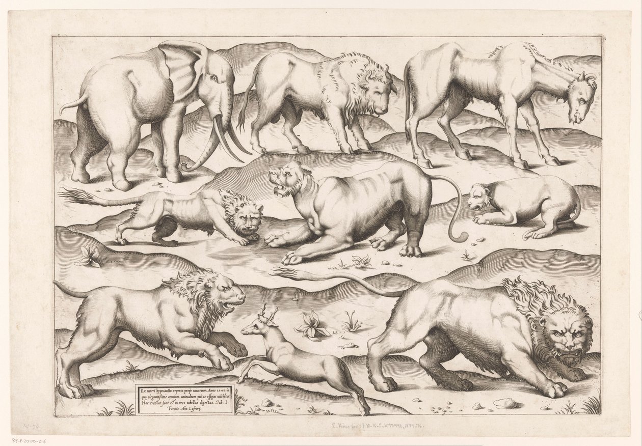 Neuf animaux sauvages - Enea Vico (attributed to)