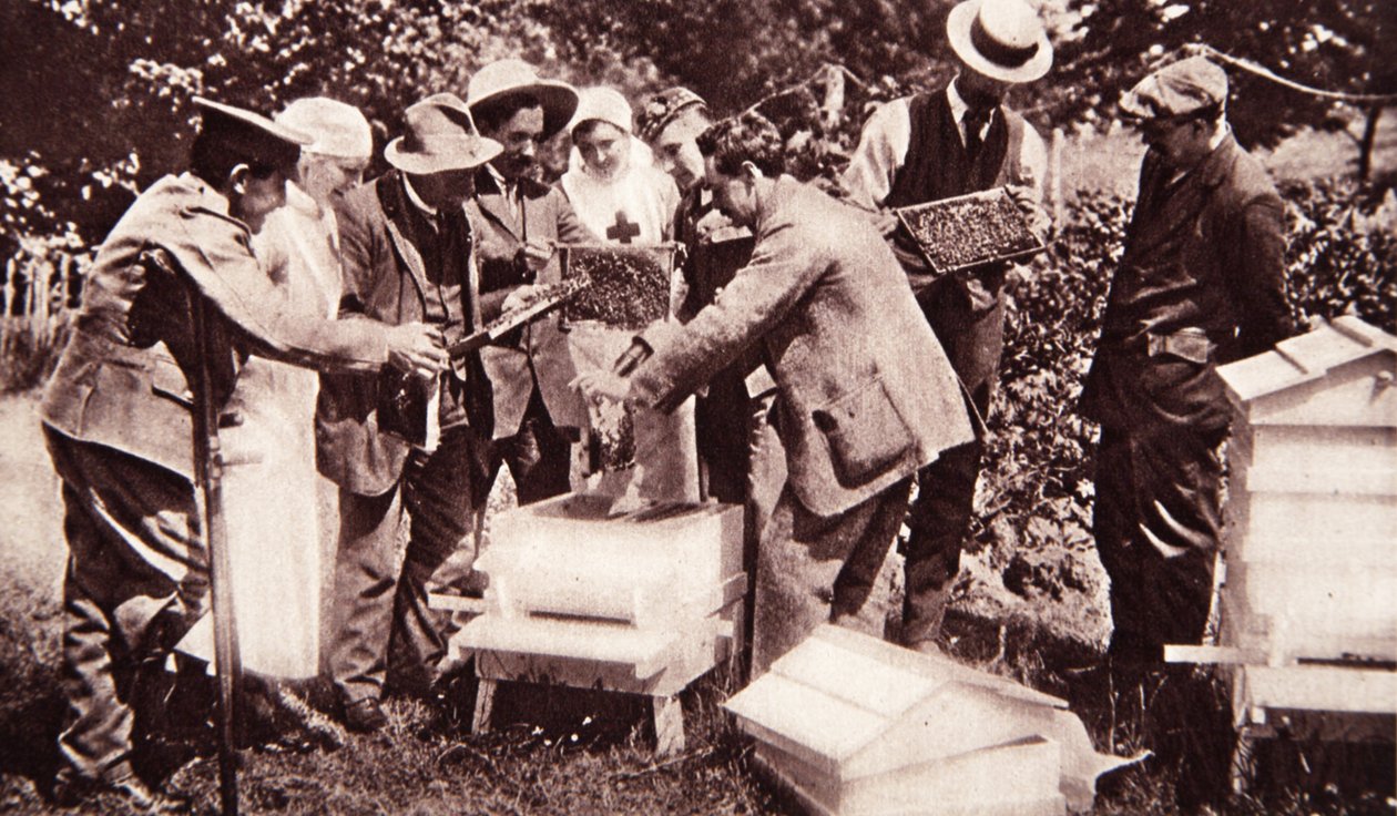 Instruction en apiculture sous le programme de Lord Eglinton : examen des rayons, de The Illustrated War News, 5 juillet 1916 - English Photographer