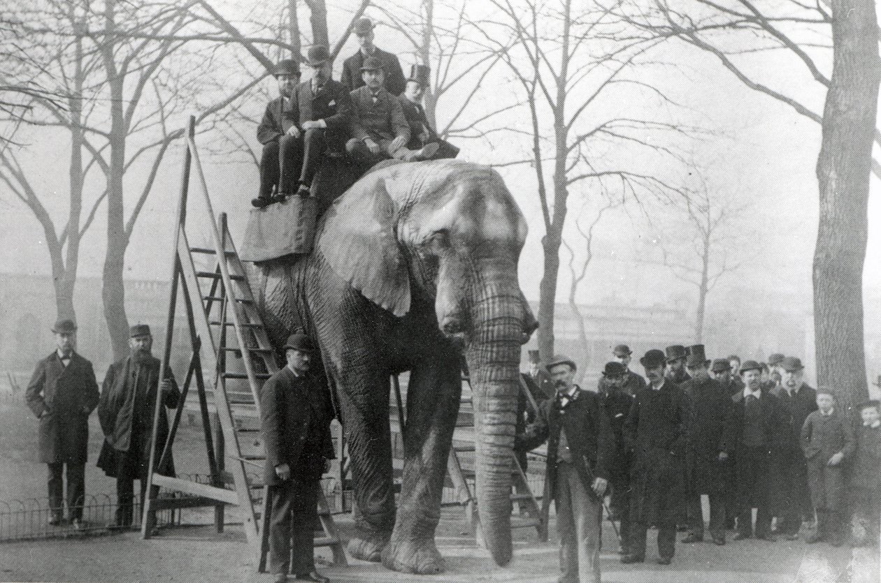 Jumbo aux marches de ZSL London Zoo, probablement mars 1882 - English Photographer