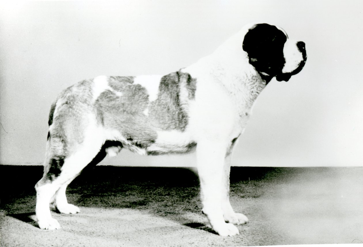 Chien Saint-Bernard - English Photographer