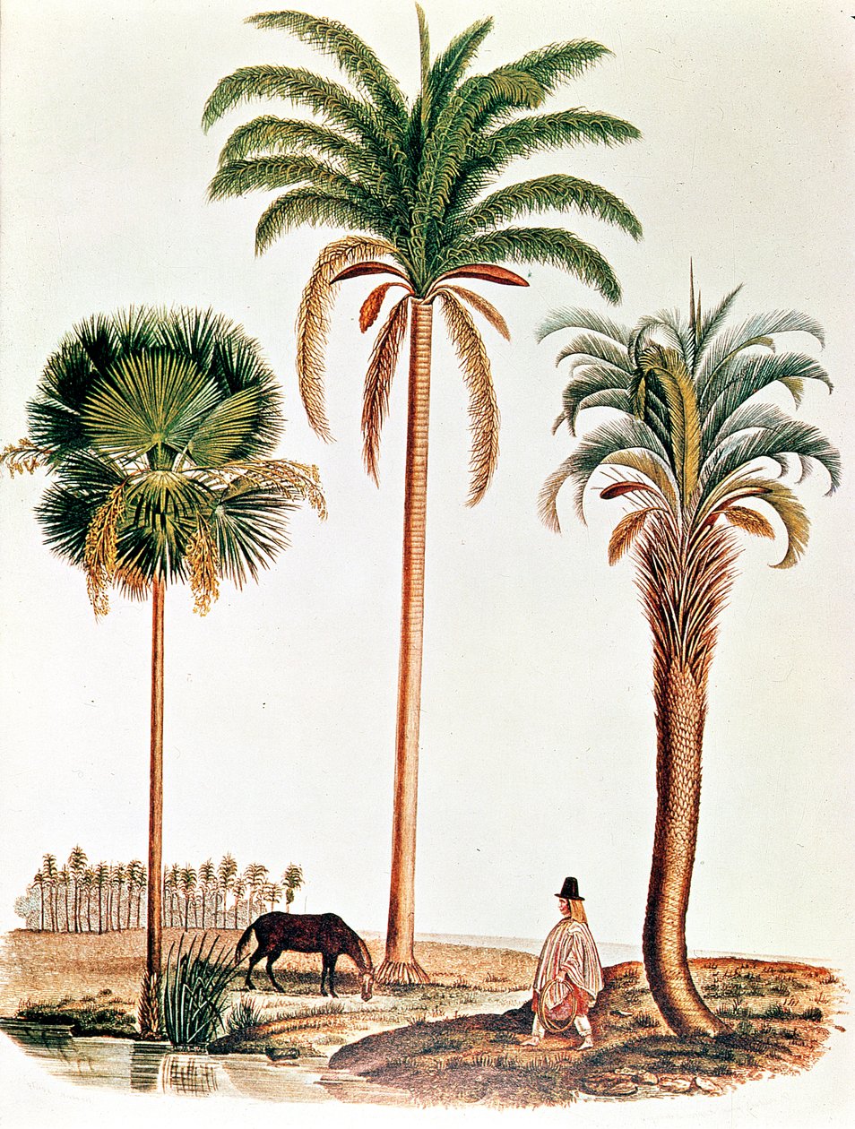 Un extrait de Darwin sur le Beagle montrant trois types de palmier - English School