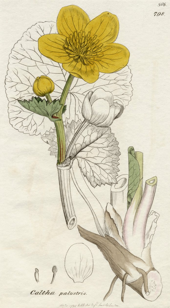 Caltha Palustris (Populage des marais) publié à Londres en 1798 - English School