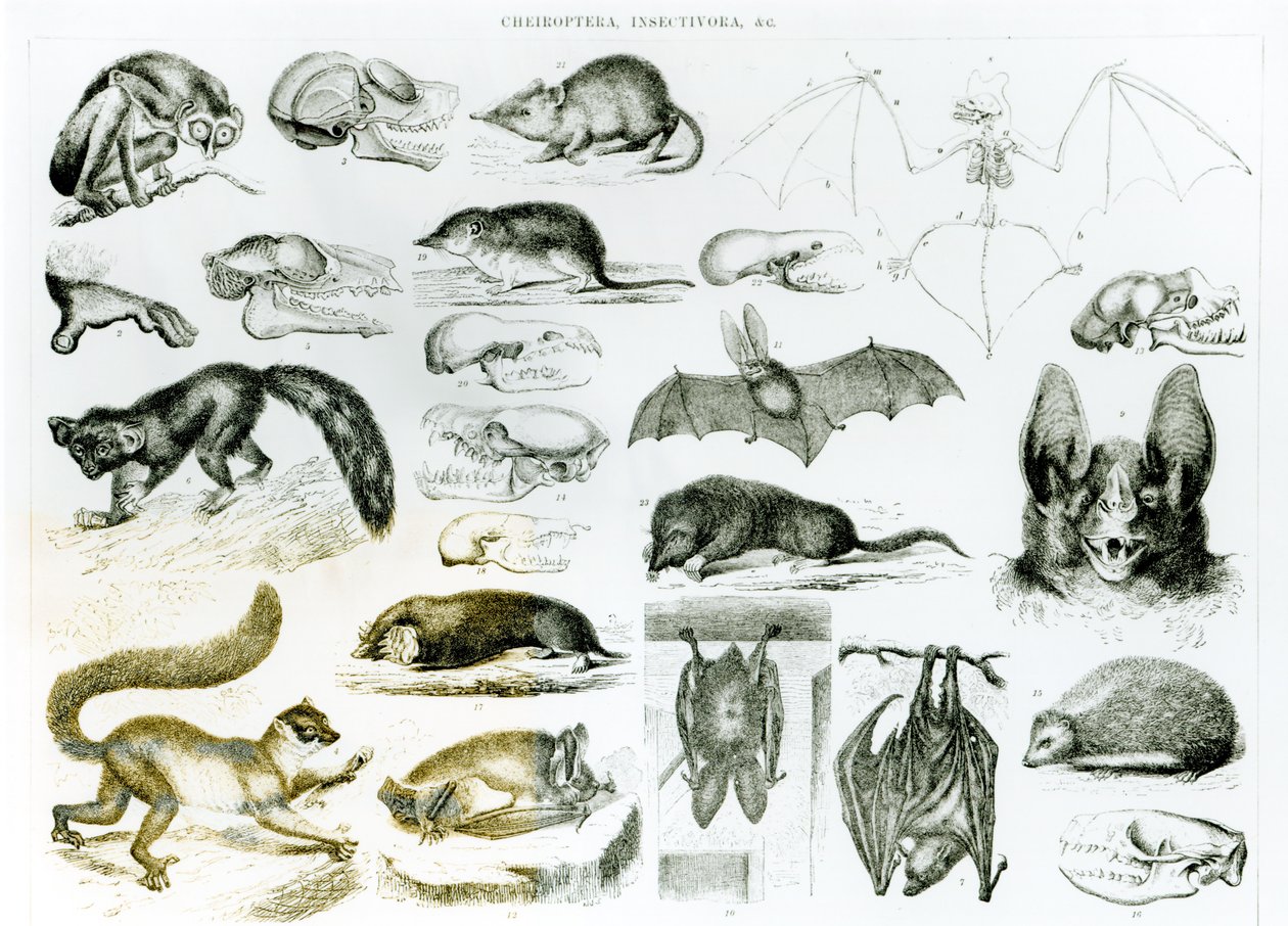 Cheiroptera, Insectivora - English School