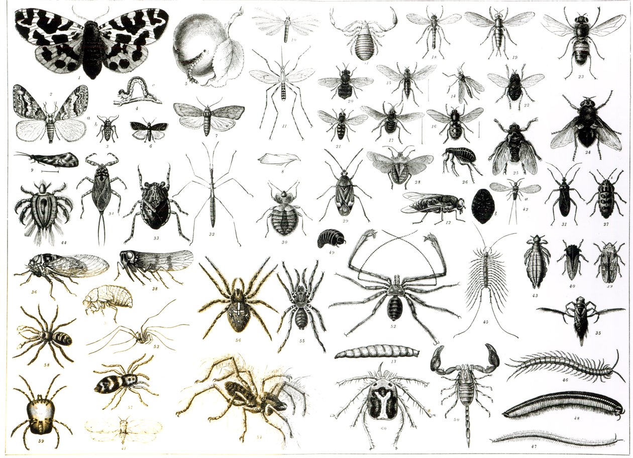 Entomologie, Myriapoda et Arachnida - English School