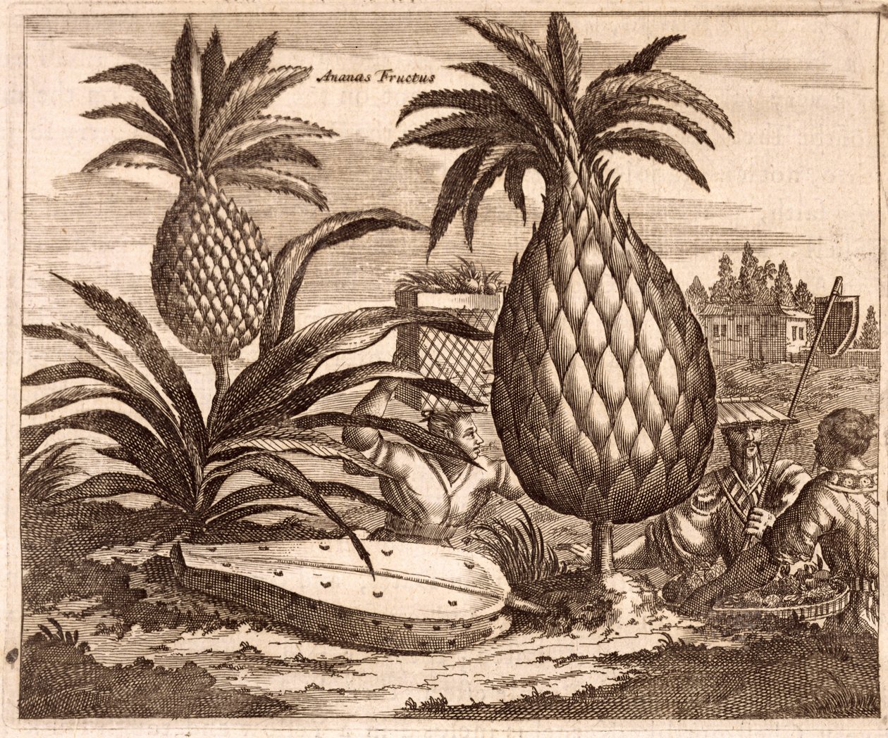 Culture de grands ananas, illustration tirée d