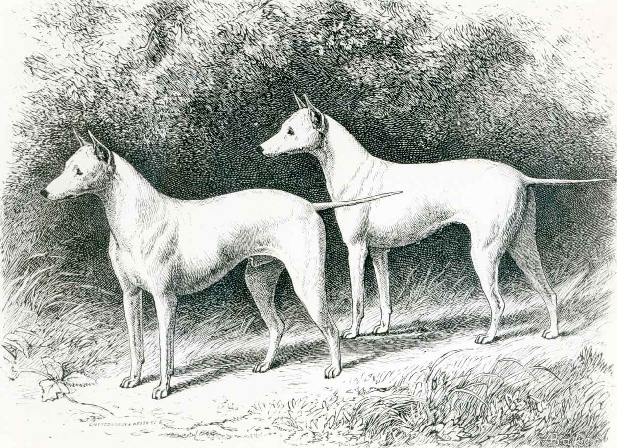 Les terriers anglais blancs de M. Vero Shaw 