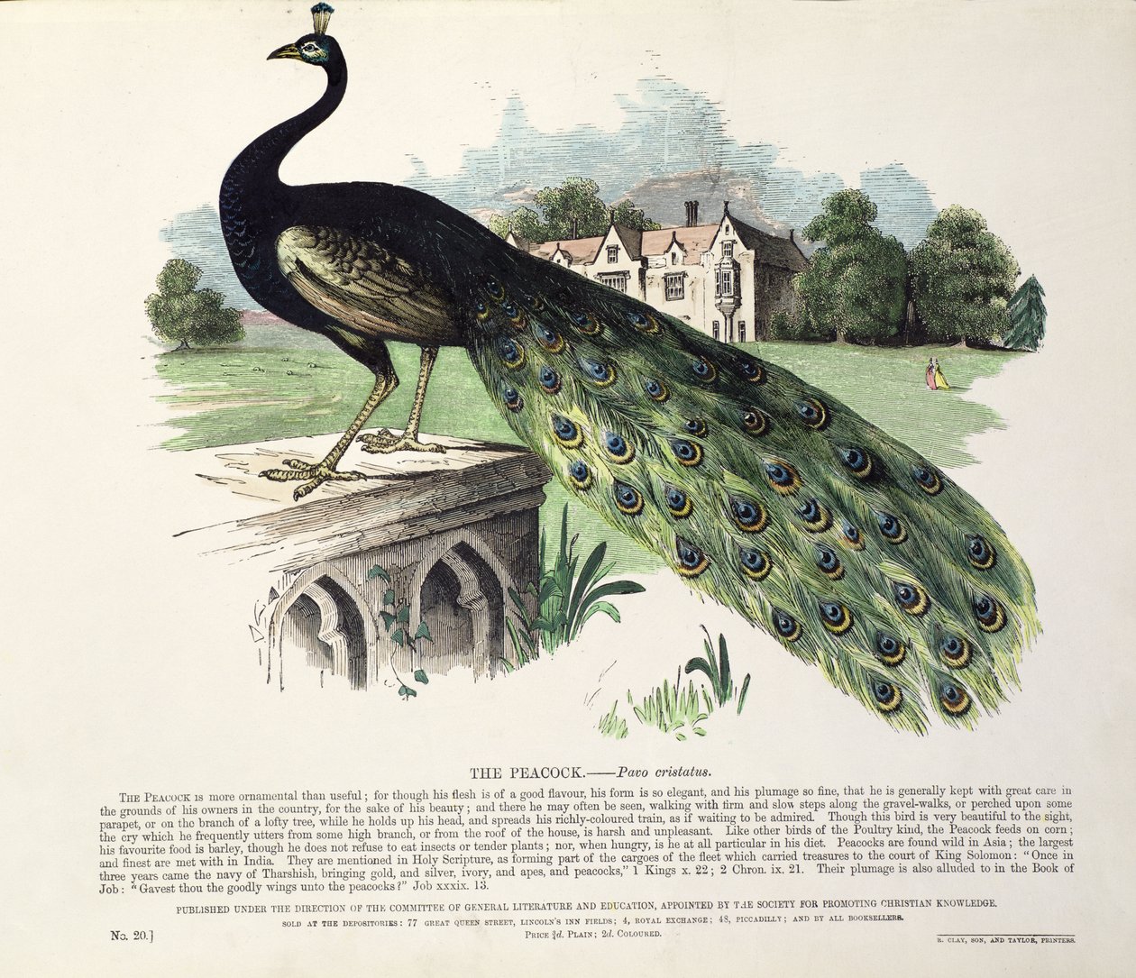 Paon (Pavo Cristatus) - English School