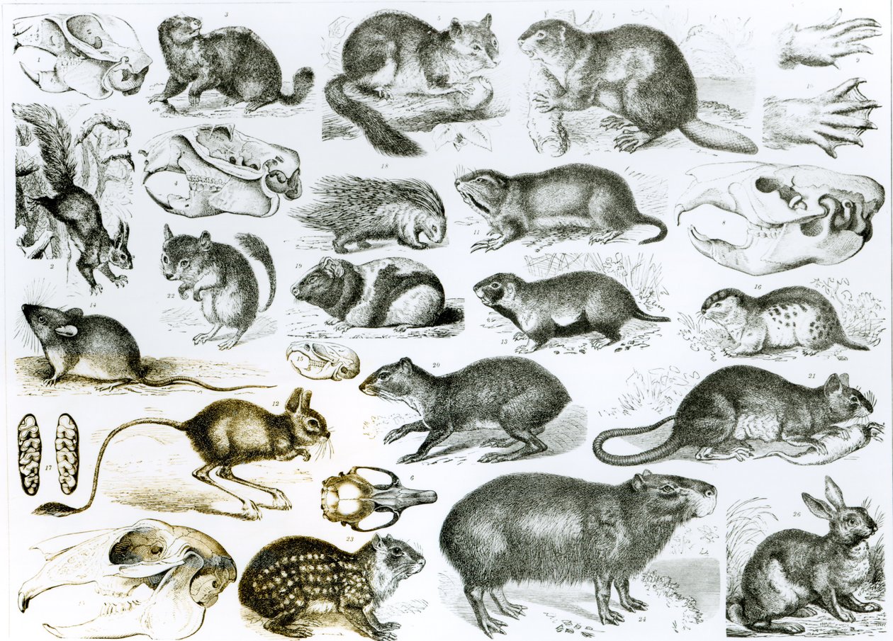 Rodentia-Rongeurs ou Animaux Rongeurs - English School