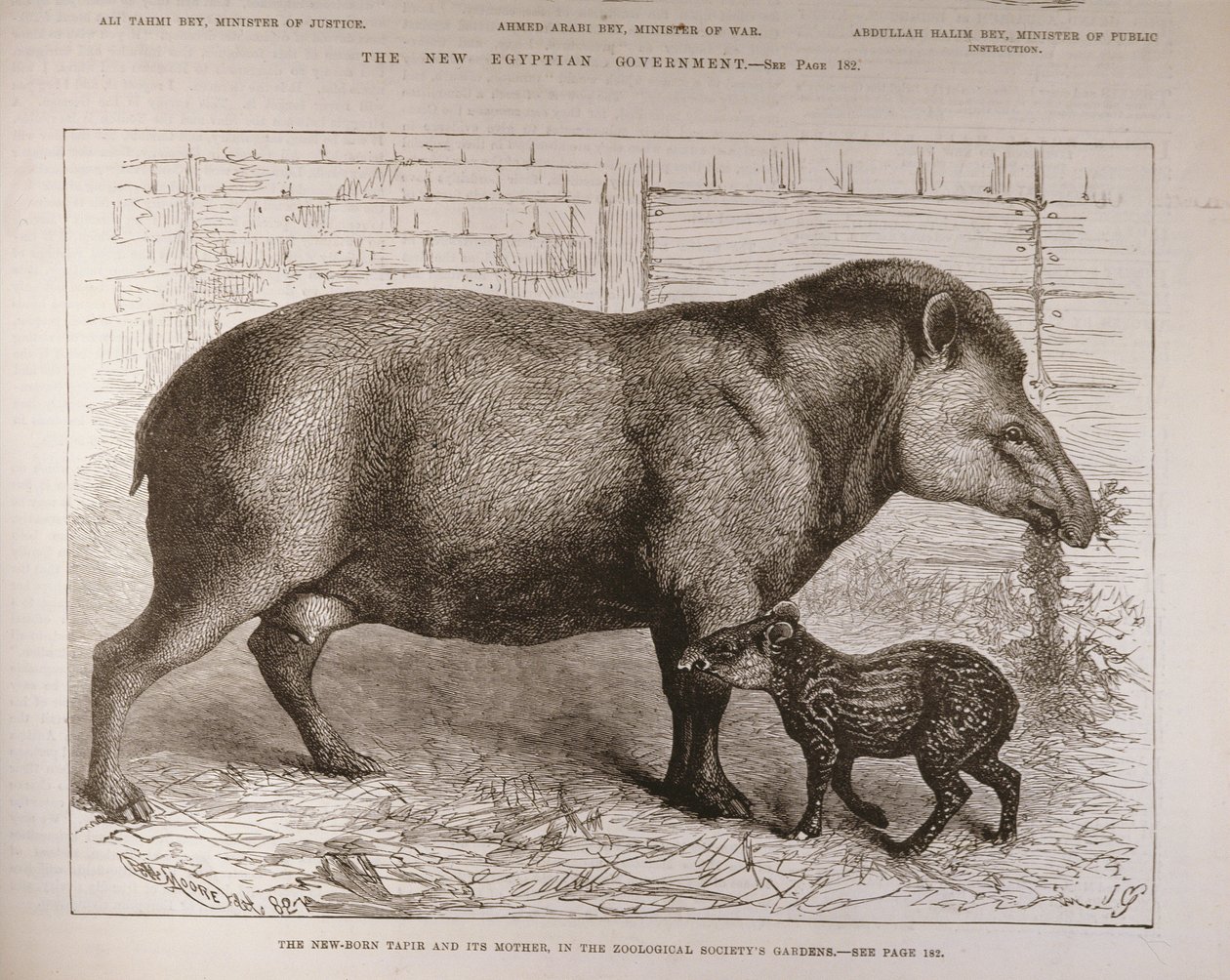 Le nouveau-né tapir et sa mère, dans les jardins de la Société zoologique, du 