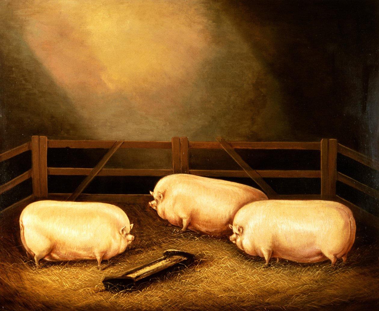 Trois cochons primés devant une porcherie - English School