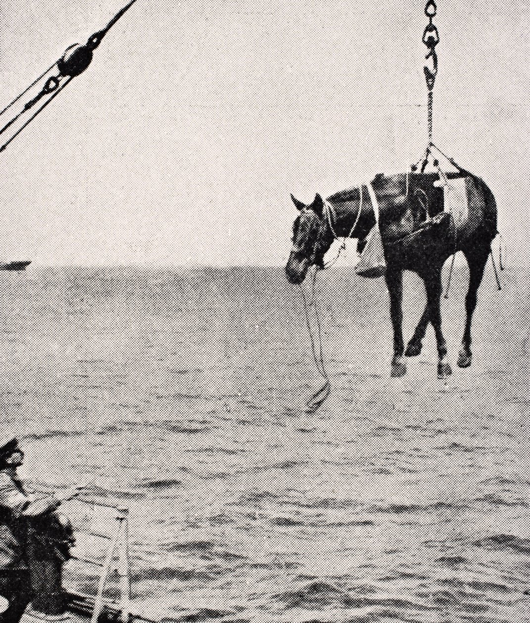 Transfert de cheval du navire à la terre dans le golfe Persique, 1915, de 