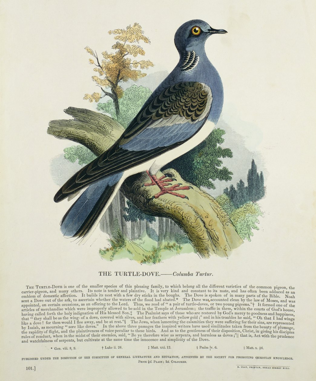 Tourterelle (Columba Turur) - English School