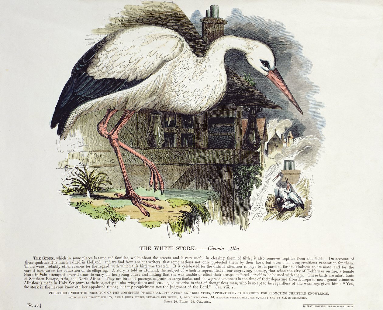 Cigogne blanche (Ciconia Alba) - English School