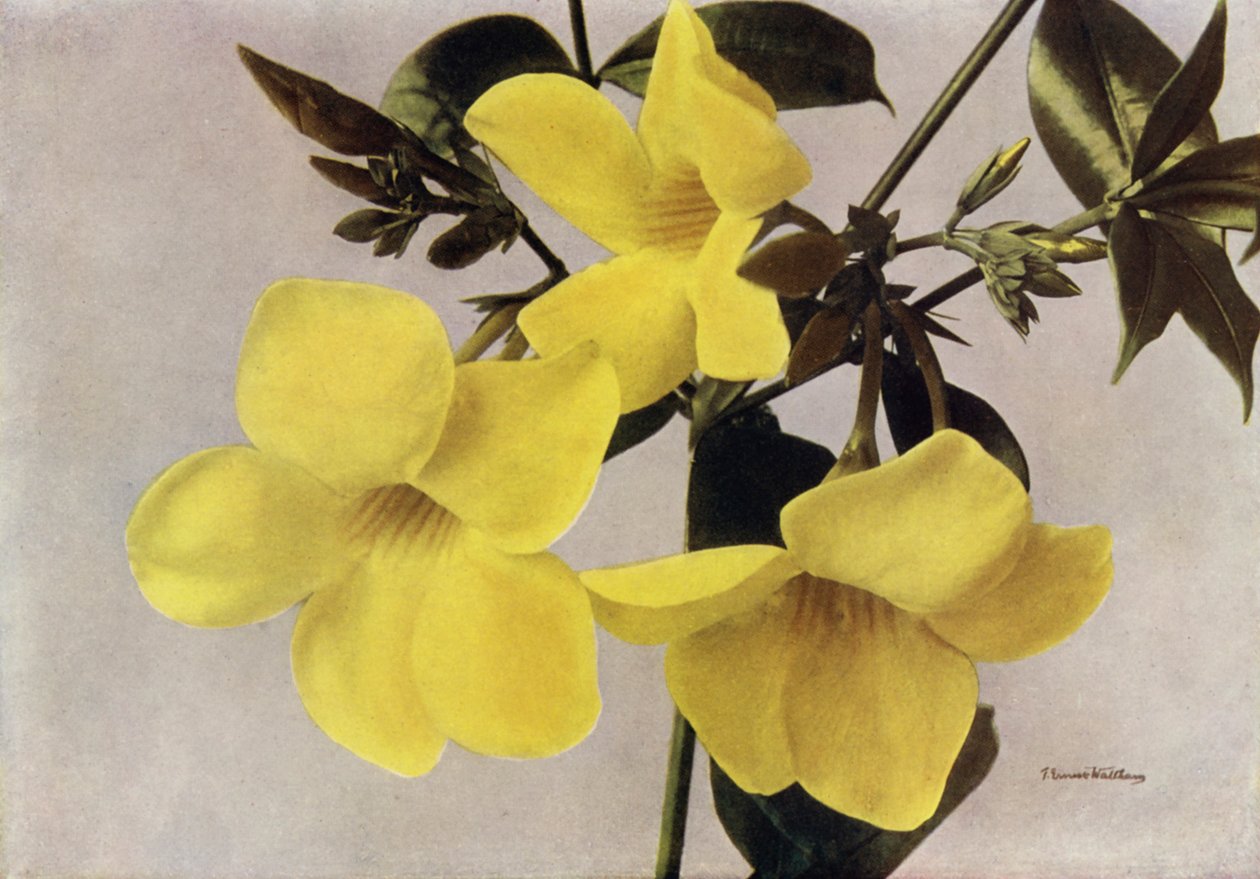Allamanda Schottii Hendersonii (photo couleur) - English Photographer