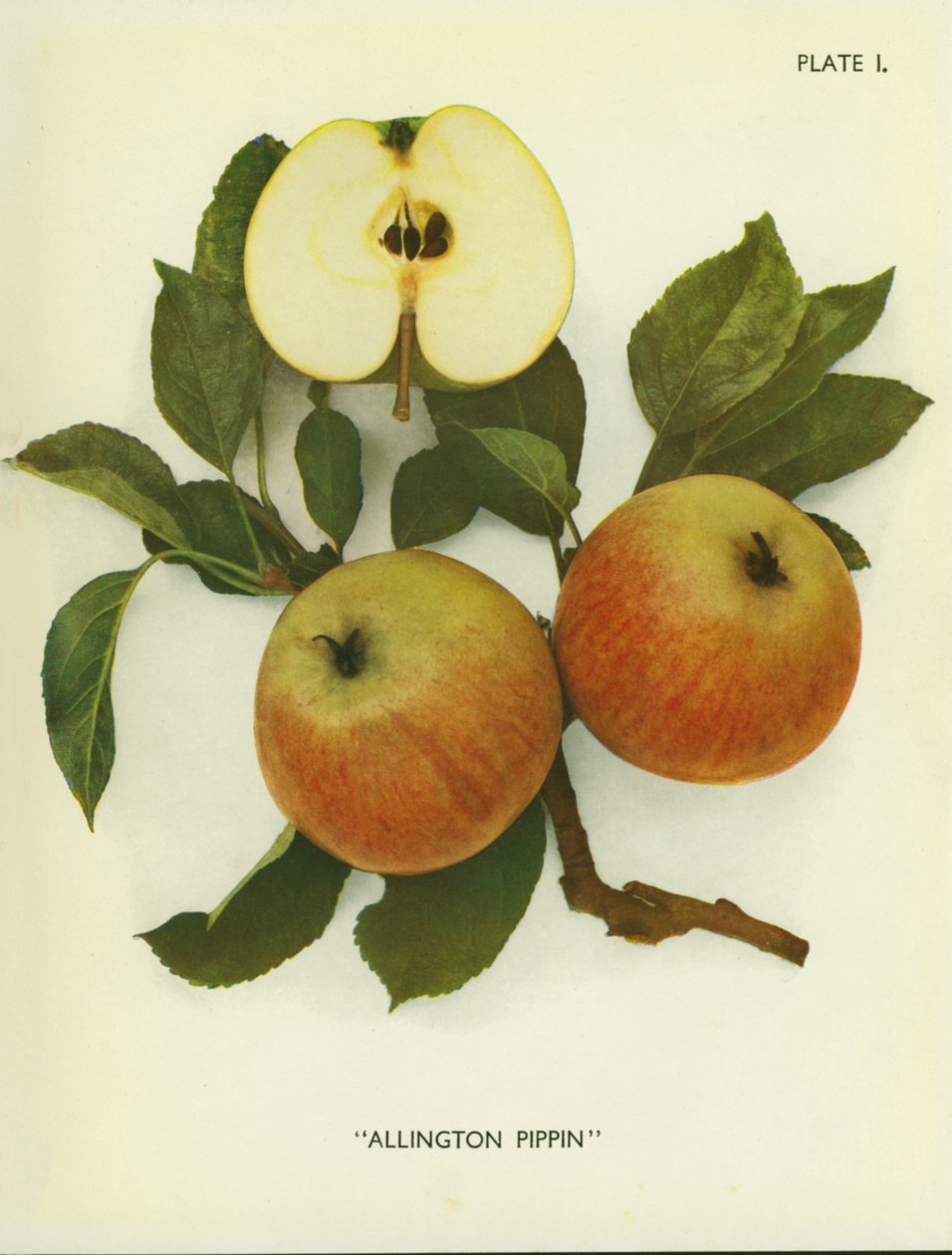 Pommes d