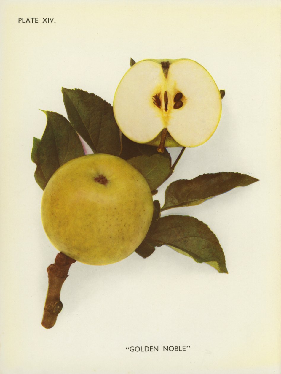 Pommes d