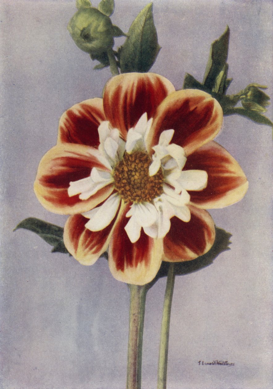 Collerette Dahlia, Gallia (photo couleur) - English Photographer