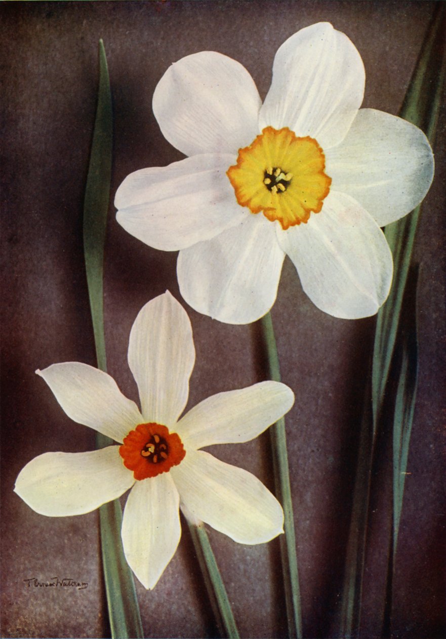 Jonquille (photo couleur) - English Photographer