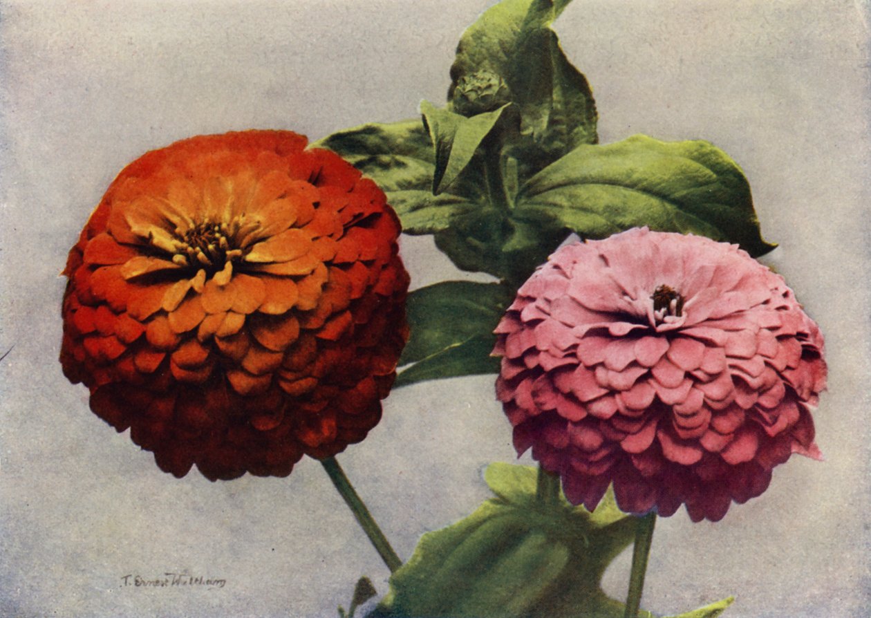 Zinnias doubles (photo couleur) - English Photographer