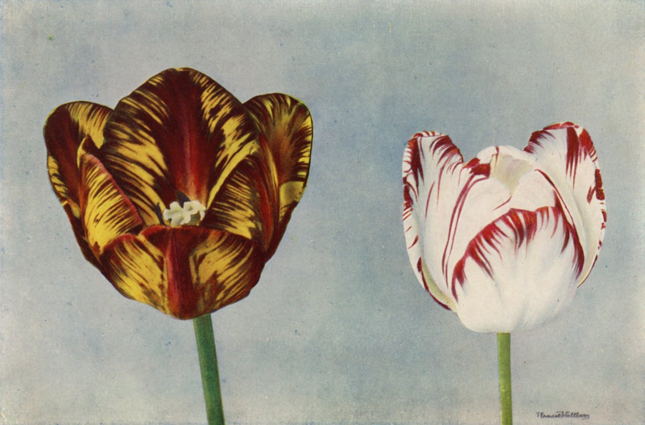 Dr Hardy et Mme Collier (photo couleur) - English Photographer