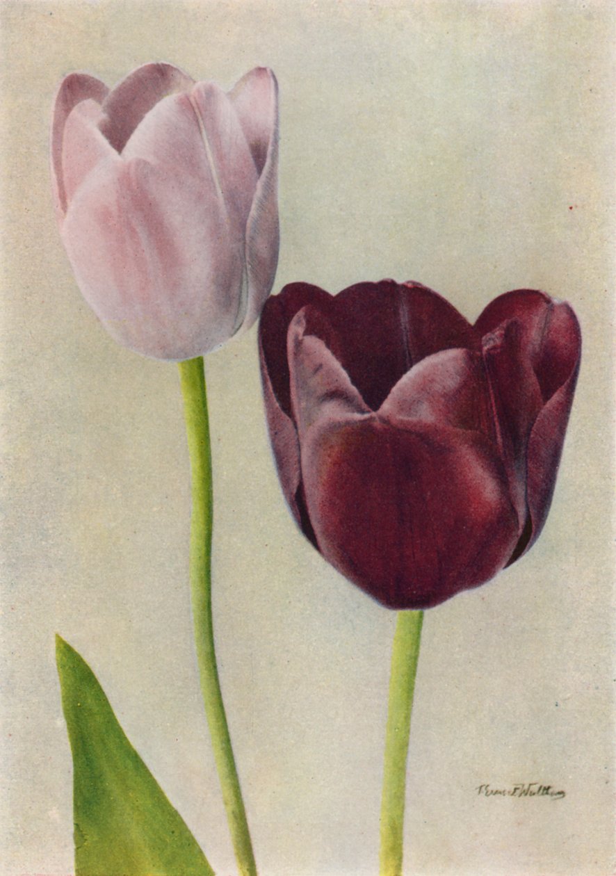 Euterpe et Frans Hals (photo couleur) - English Photographer