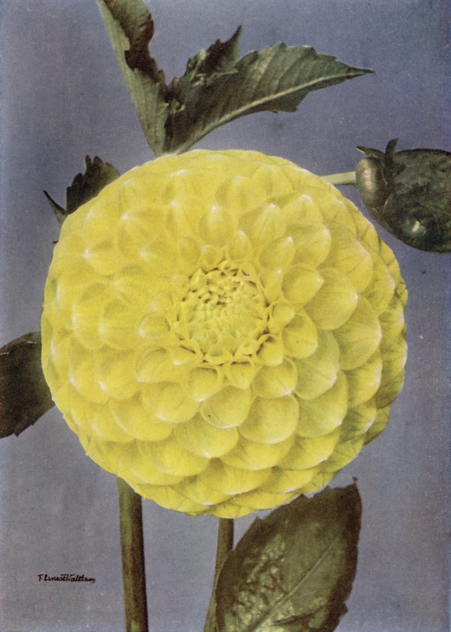 Dahlia fantaisie, Mme Saunders (photo couleur) - English Photographer