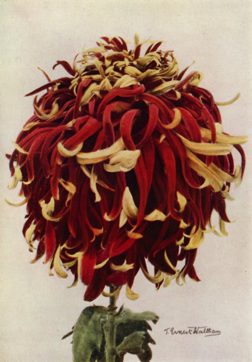 H C Till (colour photo) - English Photographer