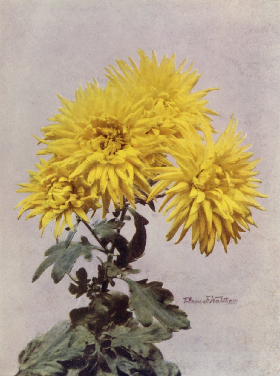 Horace Martin (colour photo) - English Photographer