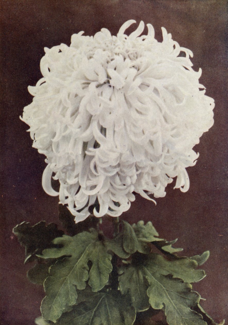 Mme Gilbert Drabble (photo couleur) - English Photographer